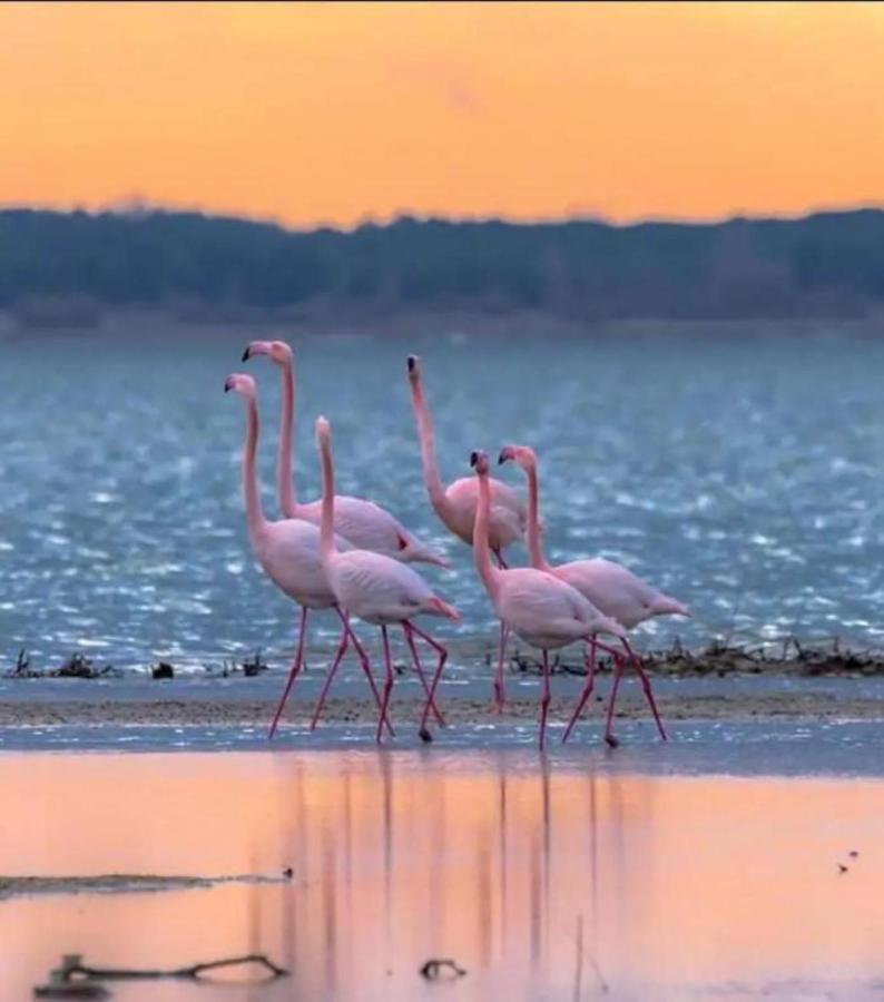 Le soupir des palmiers. Idéal couple, piscine, mer La Grande-Motte Exterior foto